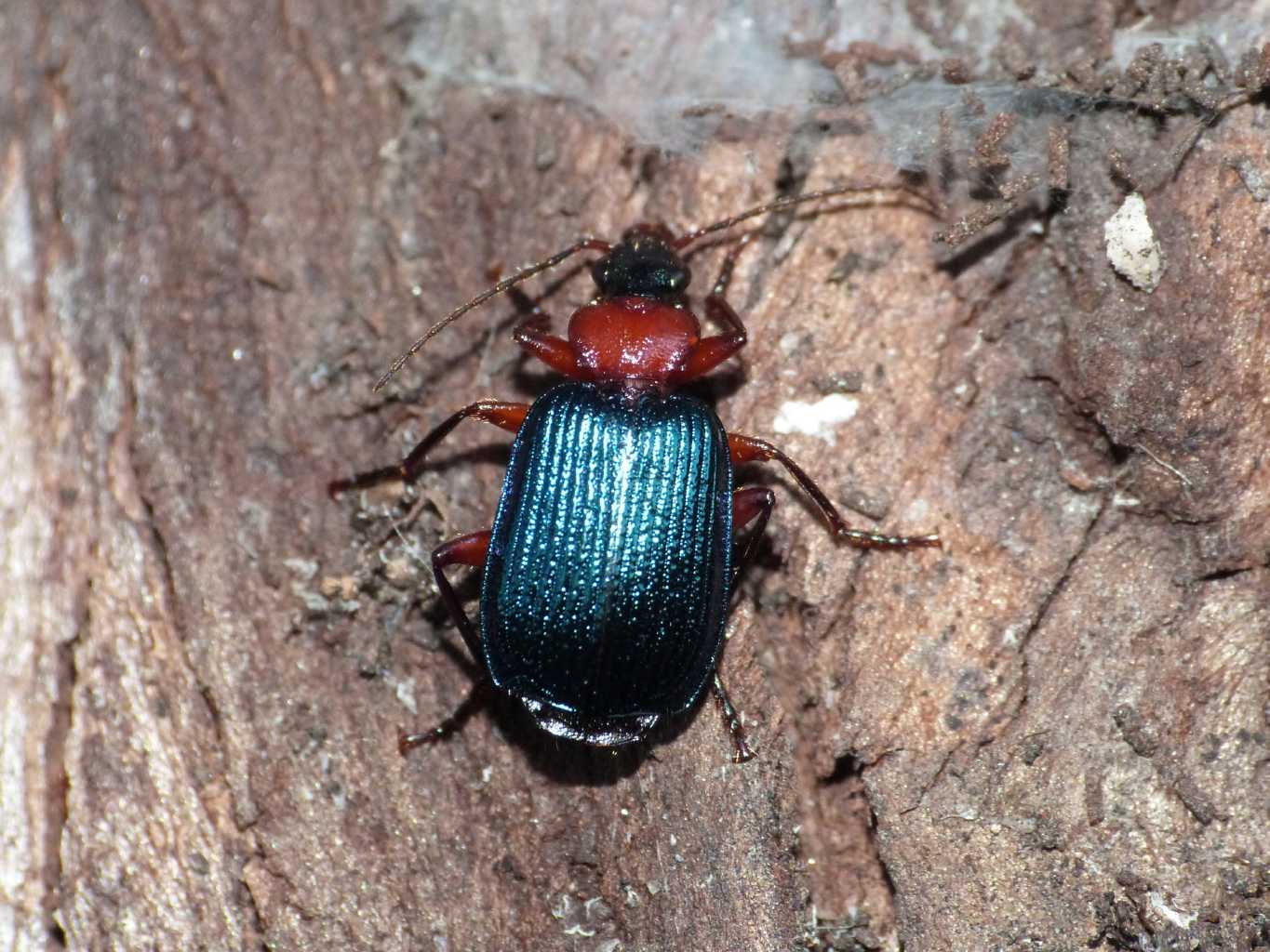 Lamprias fulvicollis - Fregene (RM)